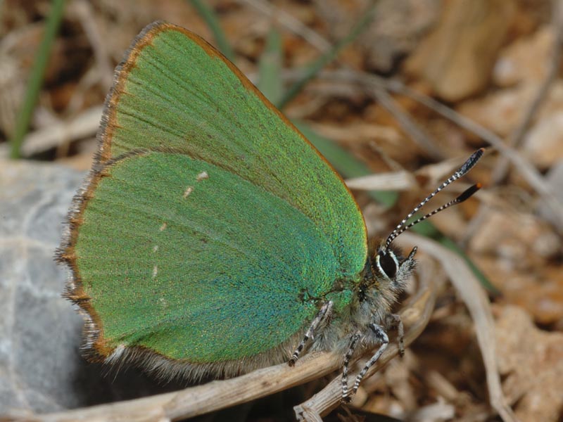 Callophrys rubi